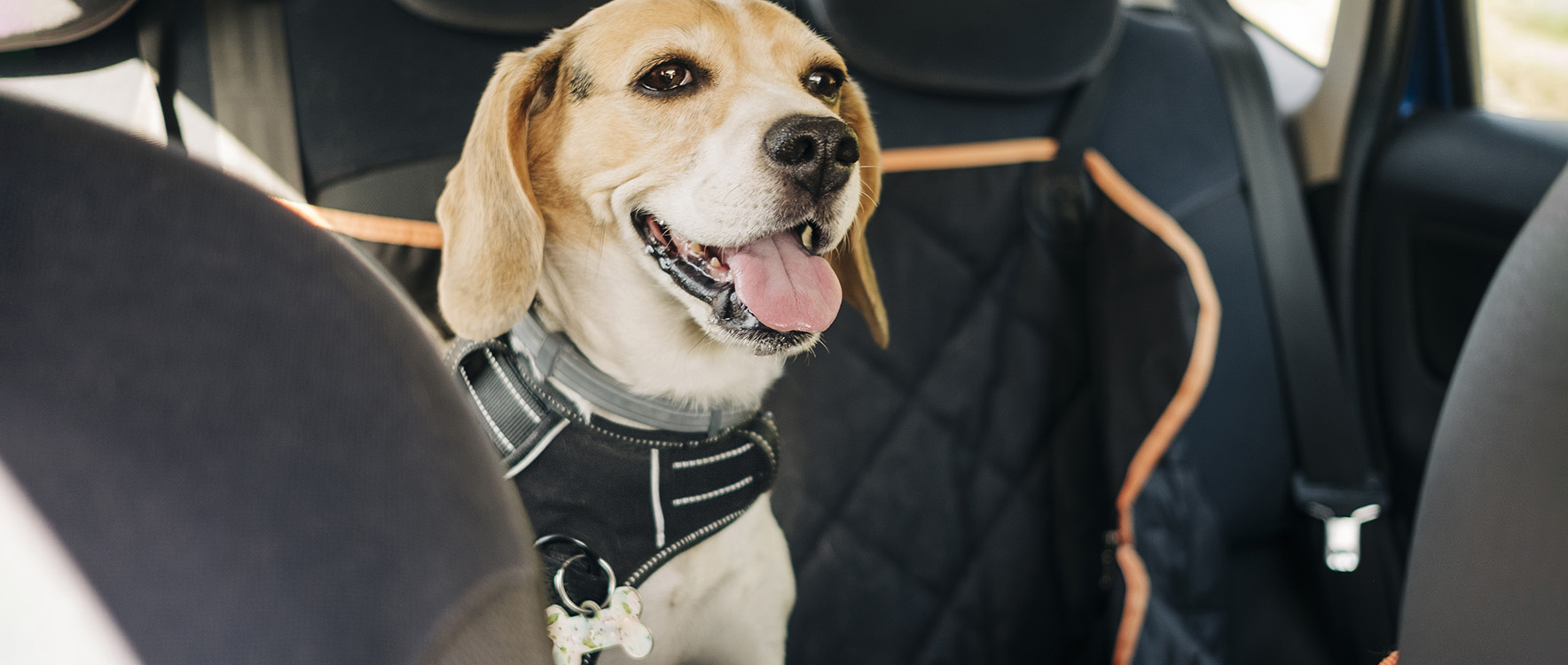 Perro beagle emocionado con arnés dentro de un auto